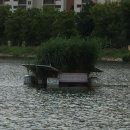 수원-1398 이미지