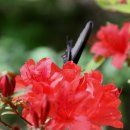 이름모를 야생화와 대전 한밭수목원의 장미꽃 이미지