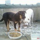 깜순이농장 이미지