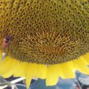 김경숙농장 이미지