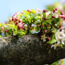 사과꽃 향기는 바람 이미지