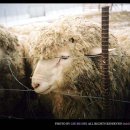 양떼목장 이미지