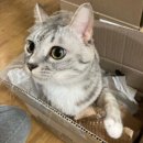 익명동물2005-식 | 고양이 디시에 대한 모든 것 – 고양이 디시의 세계를 파헤치다