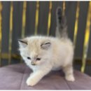 창원강아지분양 고양이분양 도그마루 이미지