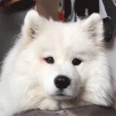 じゆう(지유우나) | D+39 | 3일 연속 스시 도전~