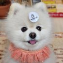 포코니멀