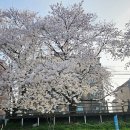 해미천 | 벚꽃 명소 서산 해미천 벚꽃길 예산 옥계저수지 벚꽃길 솔직후기 4월 11일 실시간 벚꽃 개화 주차