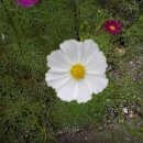 성지행정사사무소 이미지