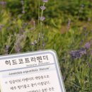 라벤드
