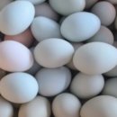 강원도 청계 농장 이미지