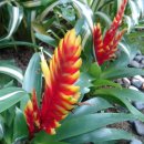 아나나스 이미지