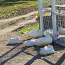 하늘목장 | 반려견 동반 필수 코스 대형견도 환영!🐶 🍂 10월의 대관령 하늘목장 힐링 여행 후기