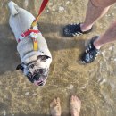 베라데로 이미지