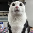 유도리