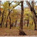 숲속풍경 이미지