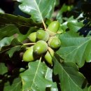 디오크(The oak) | &#34;타이 어 리본 라운드 디 오 오크 트리(Tie a ribbon &#39;round the ole oak tree)&#34;