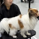 애견미용 이미지