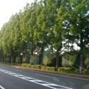 종합운동장 메타세콰이어길 이미지