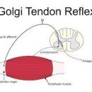 스트레칭A 이미지