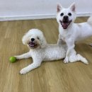 어썸 강아지 호텔 & 목욕 이미지