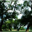 성주 경산리 성밖숲 이미지