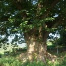 남원 진기리 느티나무 이미지