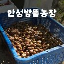 학생농장 | 안성밤뜰농장 아이와 체험 후기 | 입장료와 준비물 및 꿀팁