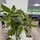 리치당구클럽 이미지