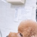 dog조아 이미지
