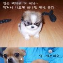 응 이미지