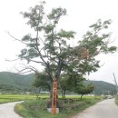 안심2리 이미지