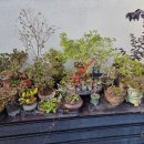 리스모어 이미지