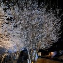 벚꽃향기민박 이미지