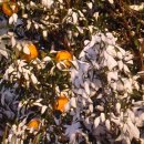 다윗농장 이미지