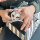 함께오래동물병원 | 안성 평택 동물병원 추천 고양이 건강검진 과잉진료 없이 저렴하고 친절한 함께오래동물병원