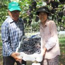 최씨농장 이미지