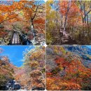 11월16일 (314차) 지리산 피아골(단풍) 산행안내 이미지