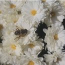 원동경로당 이미지