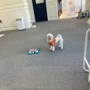 꼬야애견 이미지