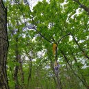 충북 형제봉-도당산-마등봉-구국재산 왕복-장군봉 왕복-와룡산-휴산 (23.04.20) 이미지