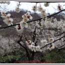 전남/광양-쫓비산 매화축제 이미지