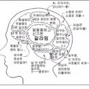 시크릿가든 출연진 뇌구조입니다^^ 푸하하^^ 이미지