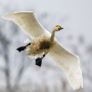 고니 Tundra Swan 이미지