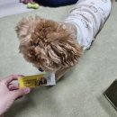 이안덴탈 | 허니콤츄닭고기 S사이즈 내돈내산 설채현수의사 강아지껌 덴탈껌