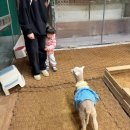 앤버드 | [충북/청주] 대전 근교 두 아이랑 가볼 만한 곳 버드앤쥬 솔직 방문후기