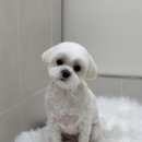 아토컷트