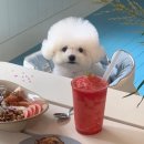 뱅 인형카페 이미지