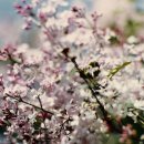 수수꽃다리 이미지