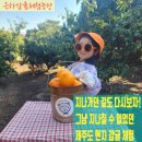 은하마트 | 요새 귤이 달달구리.. 그래서 현지 체험은 어떨까 궁금하시면 클릭! [은하감귤체험농장] 방문 후기