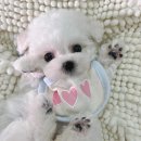 털찐강아지 이미지